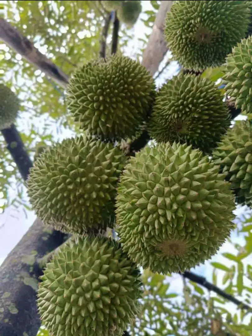 Bibit jambu alpukat durian mangga cepat berbuah tulang bawang barat