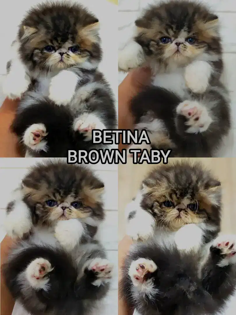 Kitten Persia peaknose Betina brown taby