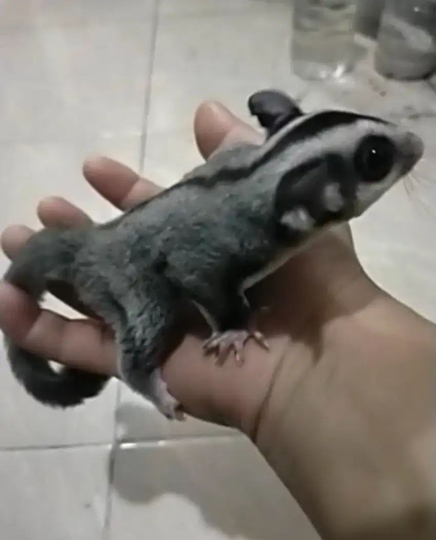 Sugar glider joey jantan