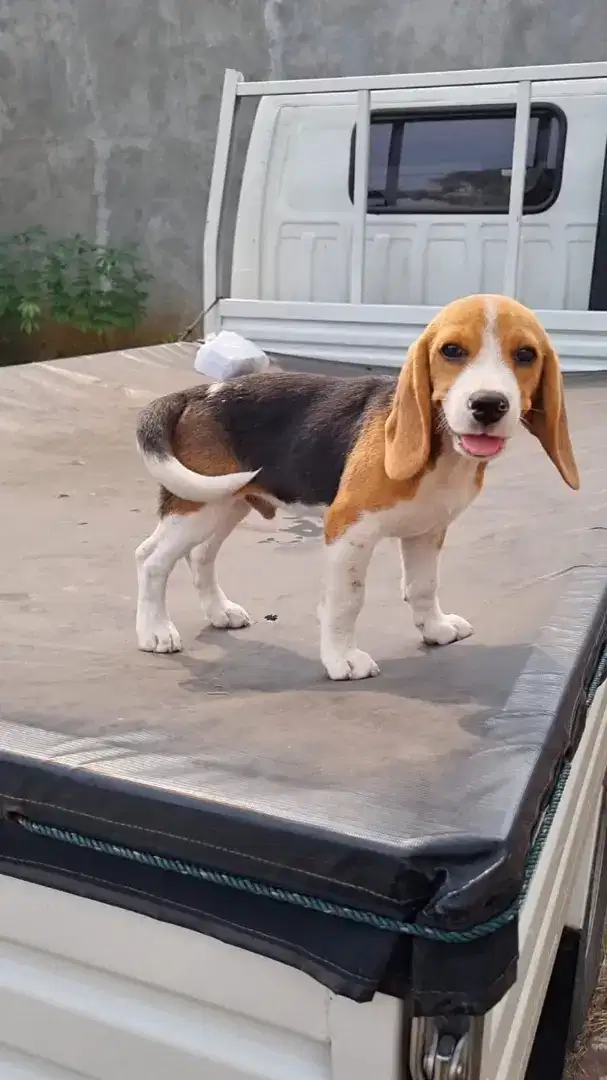 Anjing Beagle Tricolour