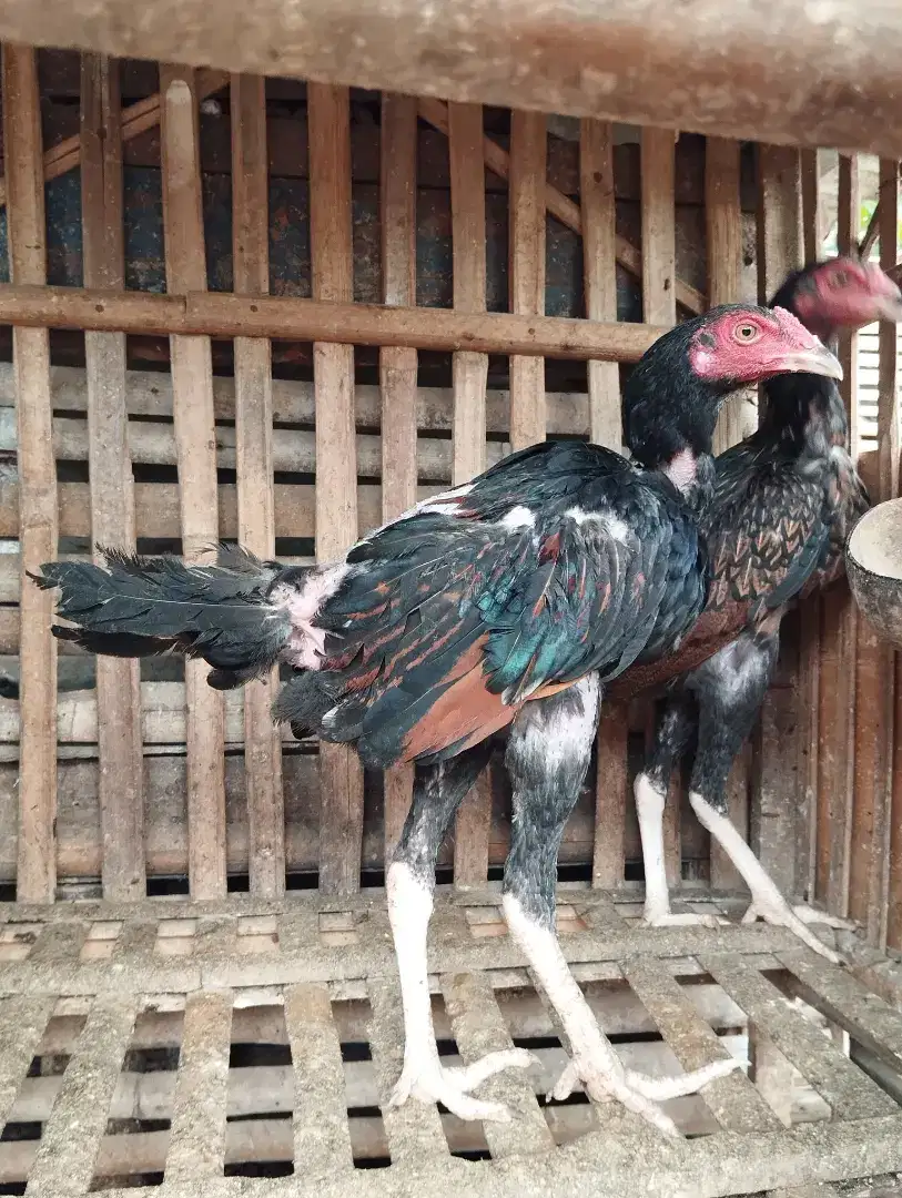 Dijual Sepasang Ayam Bangkok Pamangon Berkualitas