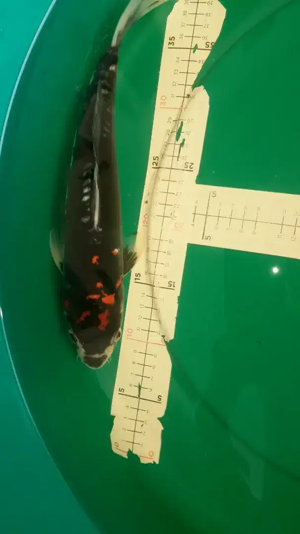 Ikan koi Beni Kumonryu pola sangar 36cm