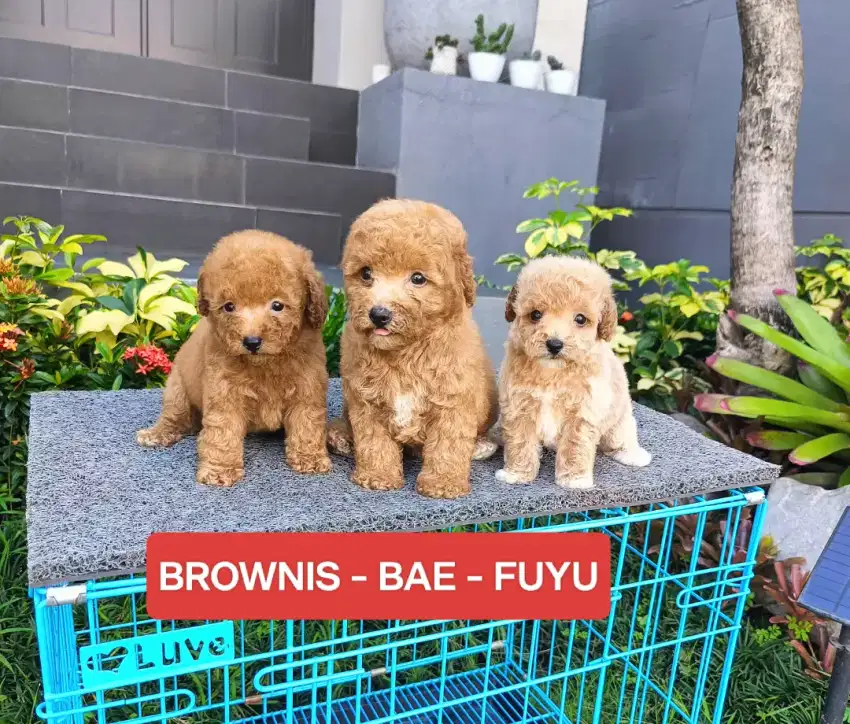 Poodle Puppy lucu & bagus