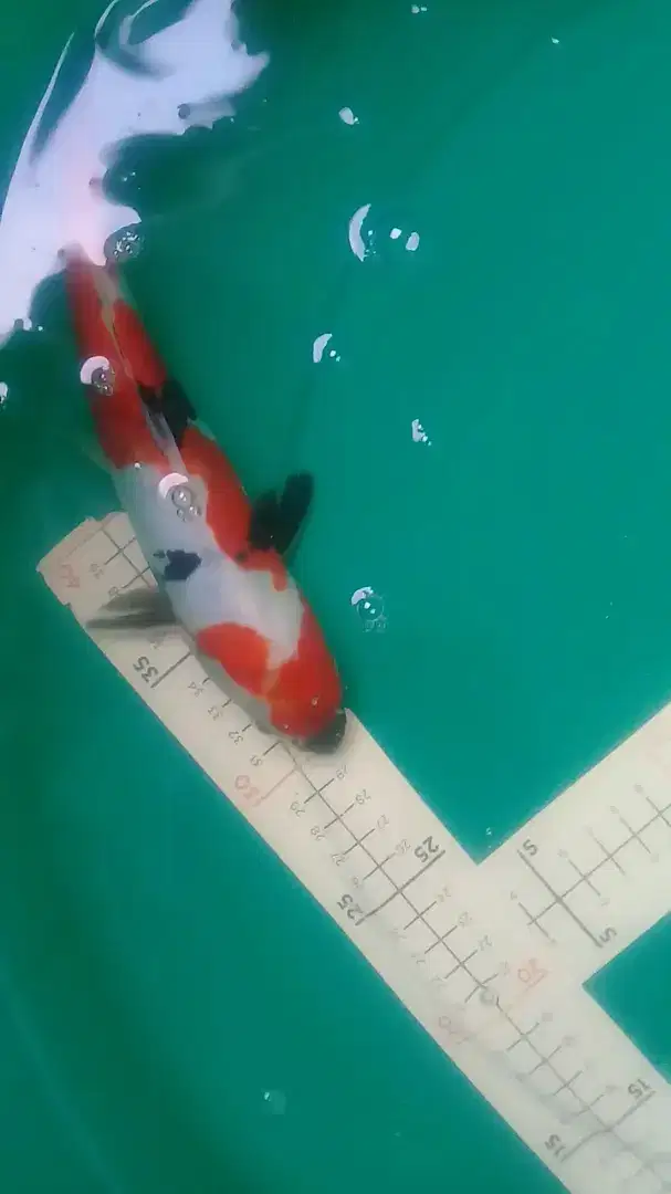 Ikan koi Showa Doitsu 26cm bagus pola warna