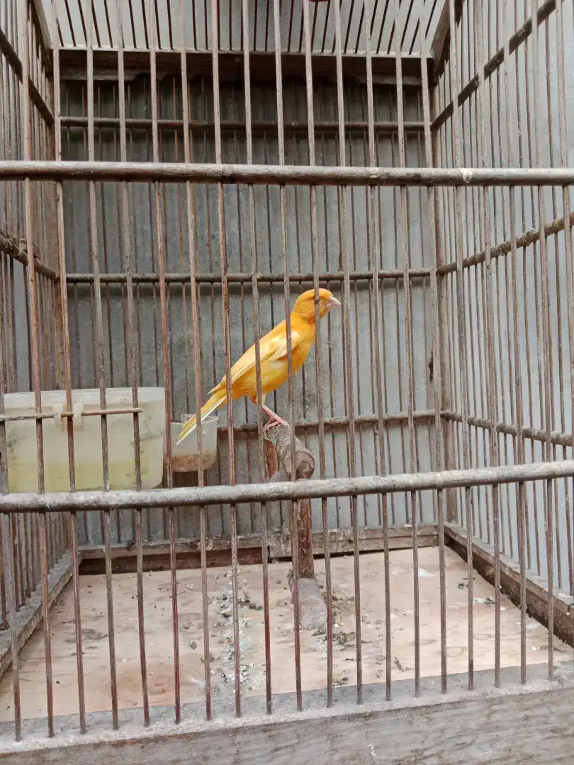 Burung kenari jantan gacoran