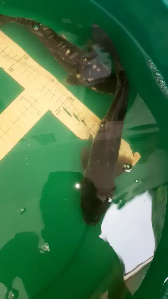 Ikan koi Aragoke Doitsu 33cm antik