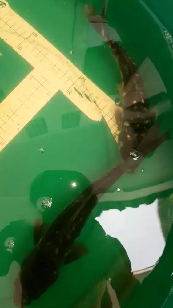 Ikan koi Aragoke 36cm antik