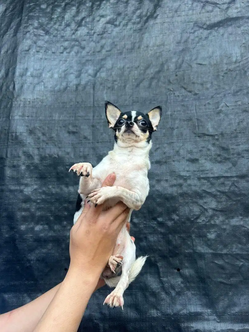 Anjing Chihuahua Betina