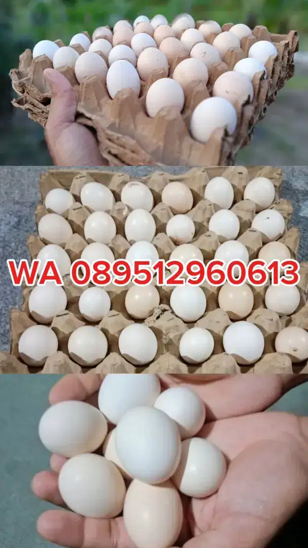 Telur ayam kampung asli