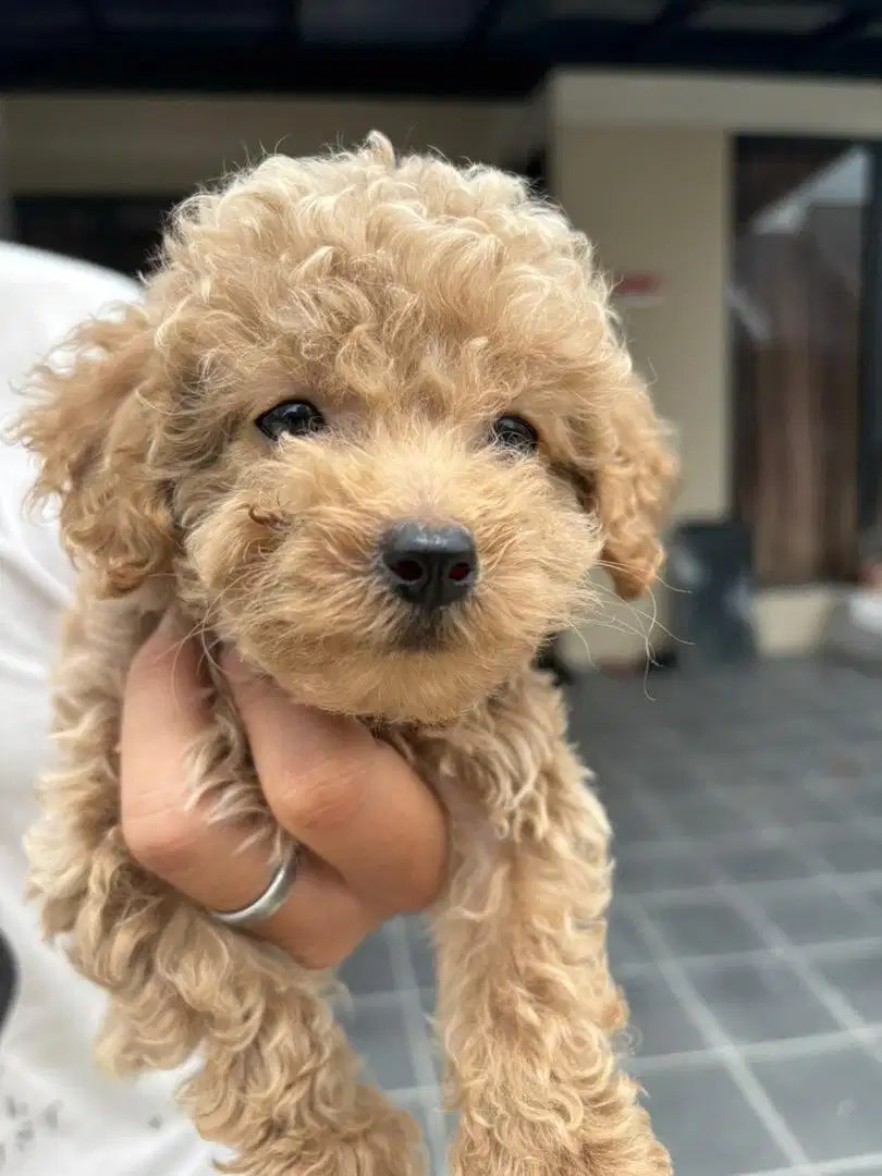 ANAK ANJING RED TOY POODLE