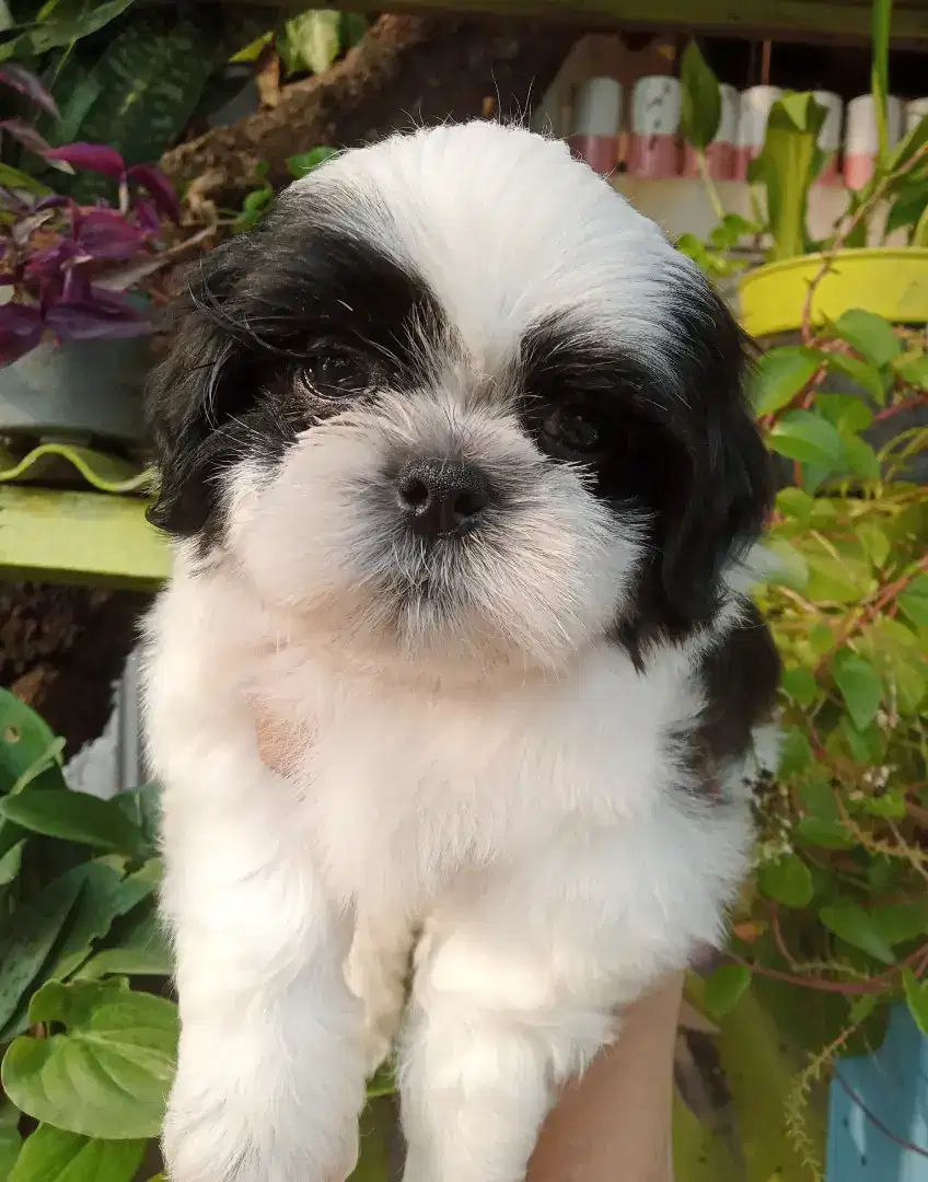 Anjing shihtzu sitsu sitzu