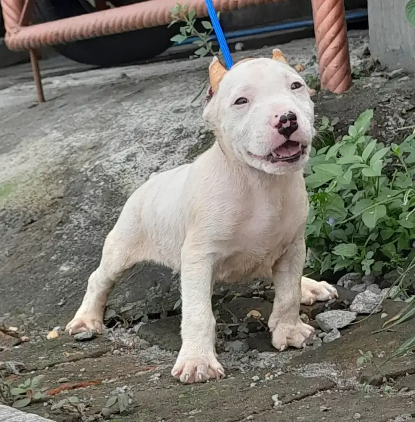 Anjing Pitbul putih