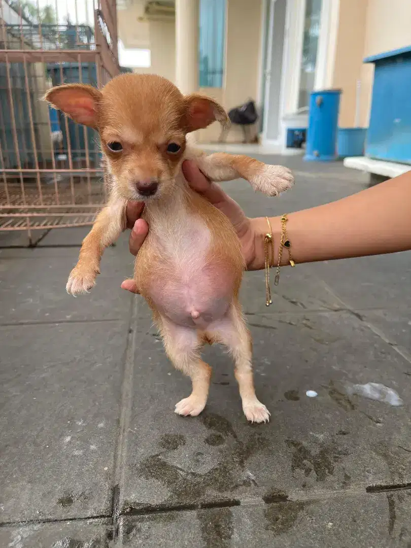 Jual anakan anjing jenis Cihuhua umur 1 bulan sehat ya gan