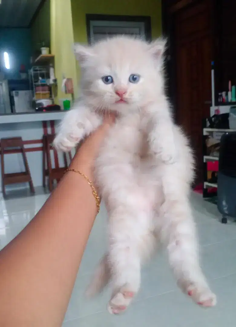 Kucing persia jantan