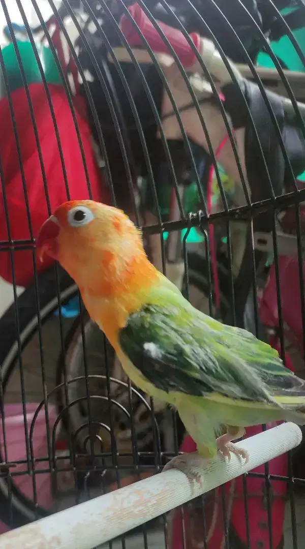 Lovebird biola pb