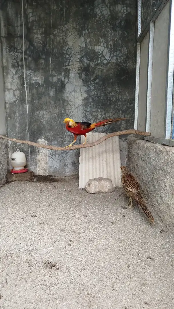 Ayam hias golden pheasant dewasa full warna