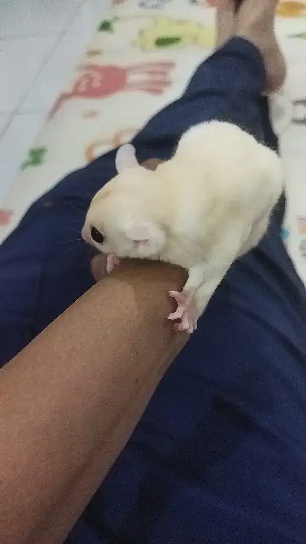 sugar glider joey