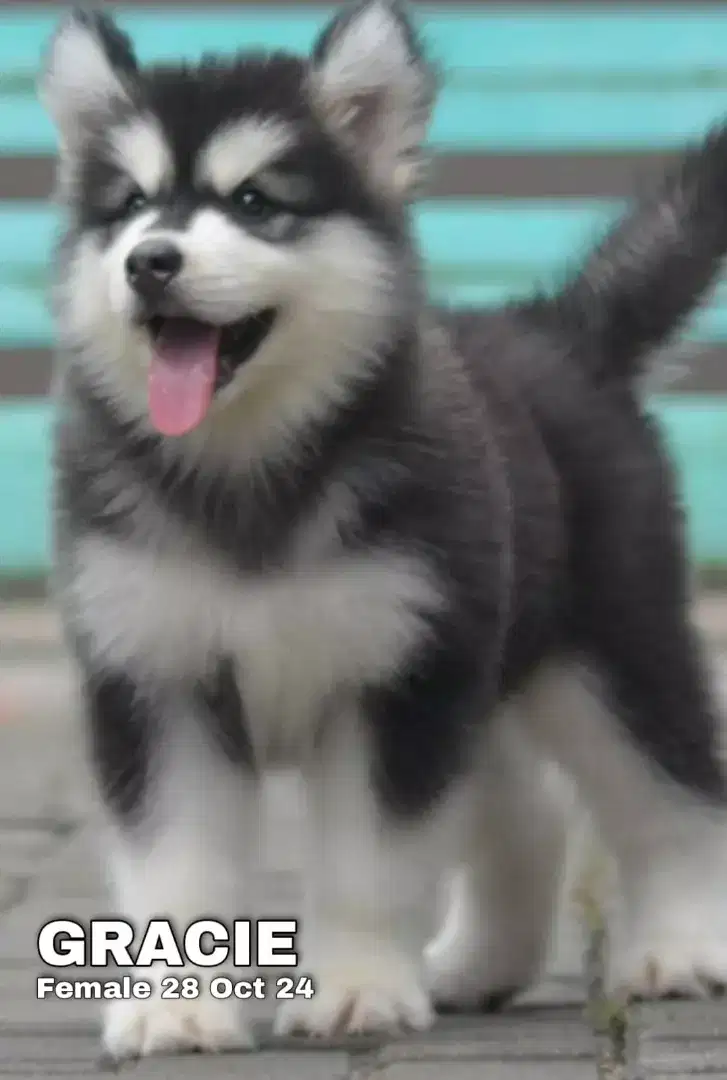 Alaskan malamute hitam betina •GRACIE•