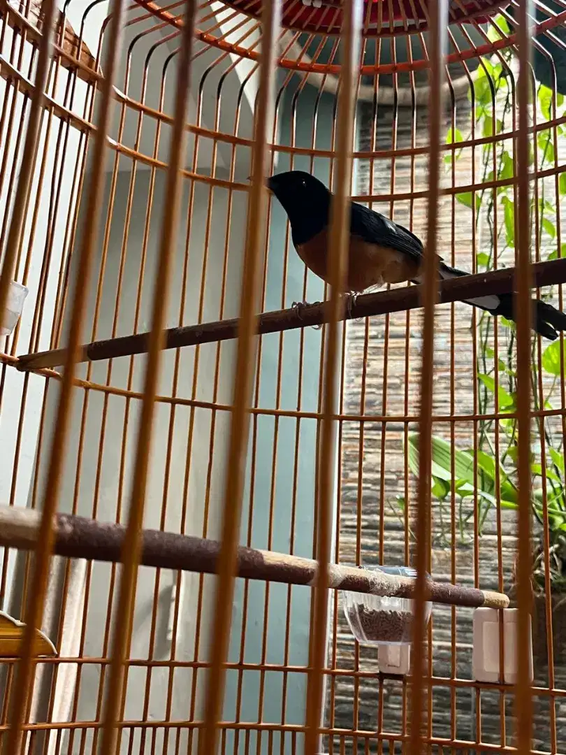 Burung Murai plus Kandang Murai