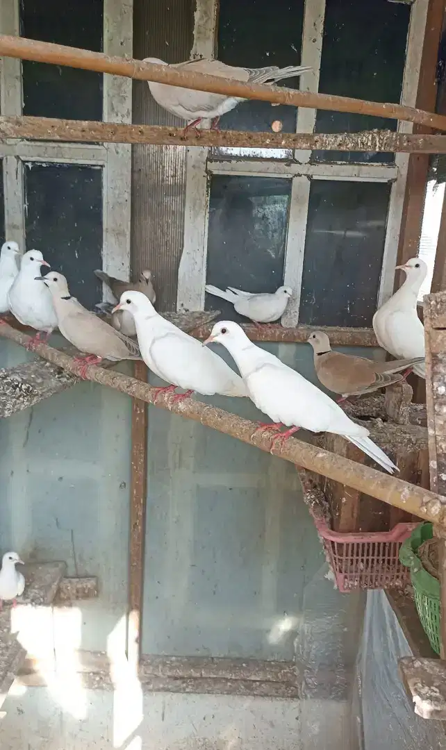 Burung Puter lokal putih jual  borongan