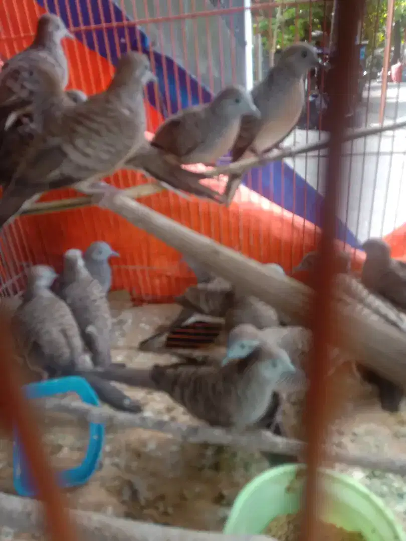 Burung perkutut ombyokan