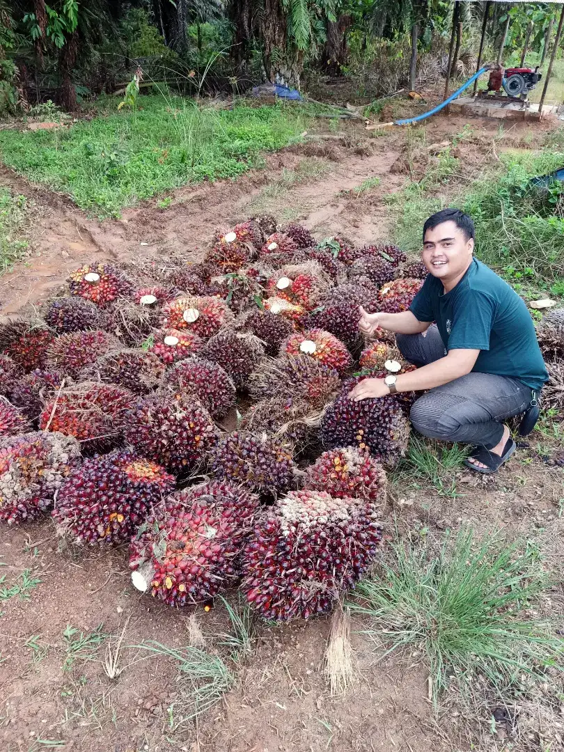 BIBIT SAWIT UNGGUL BERSERTIFIKAT