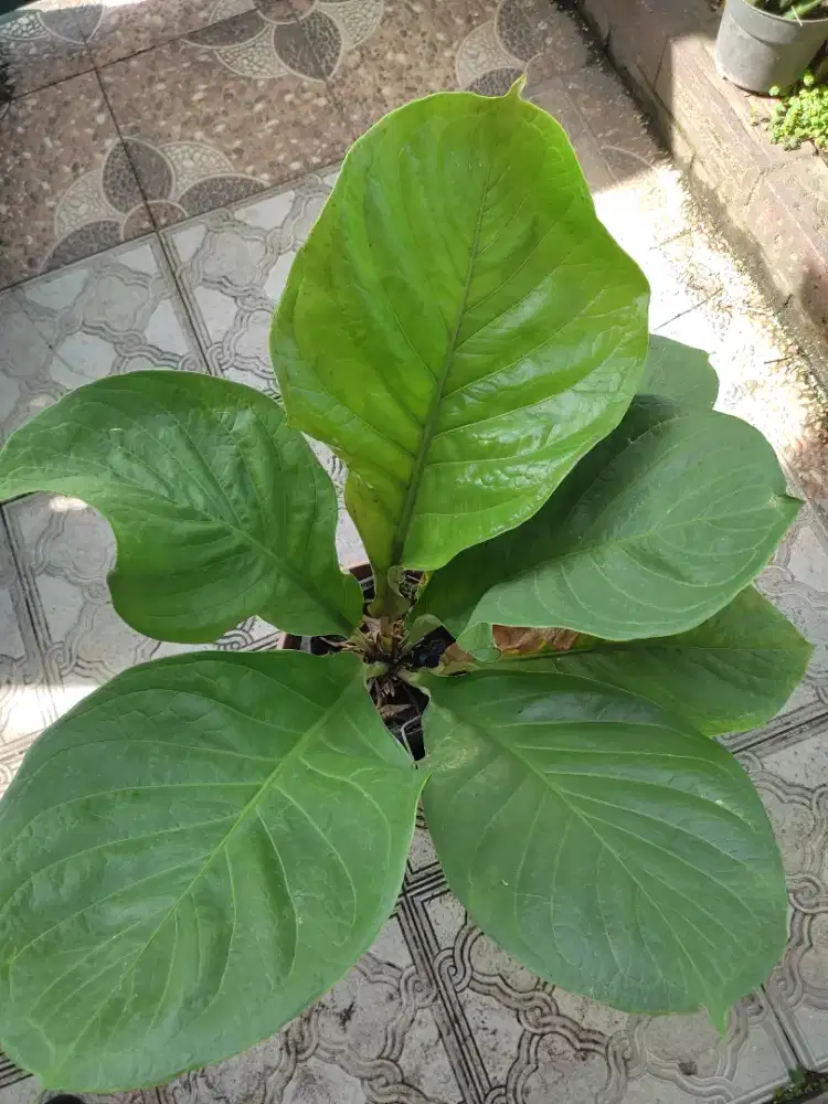 ANTHURIUM JEMANI SIZE DEWASA DAUN BULAT TEBAL