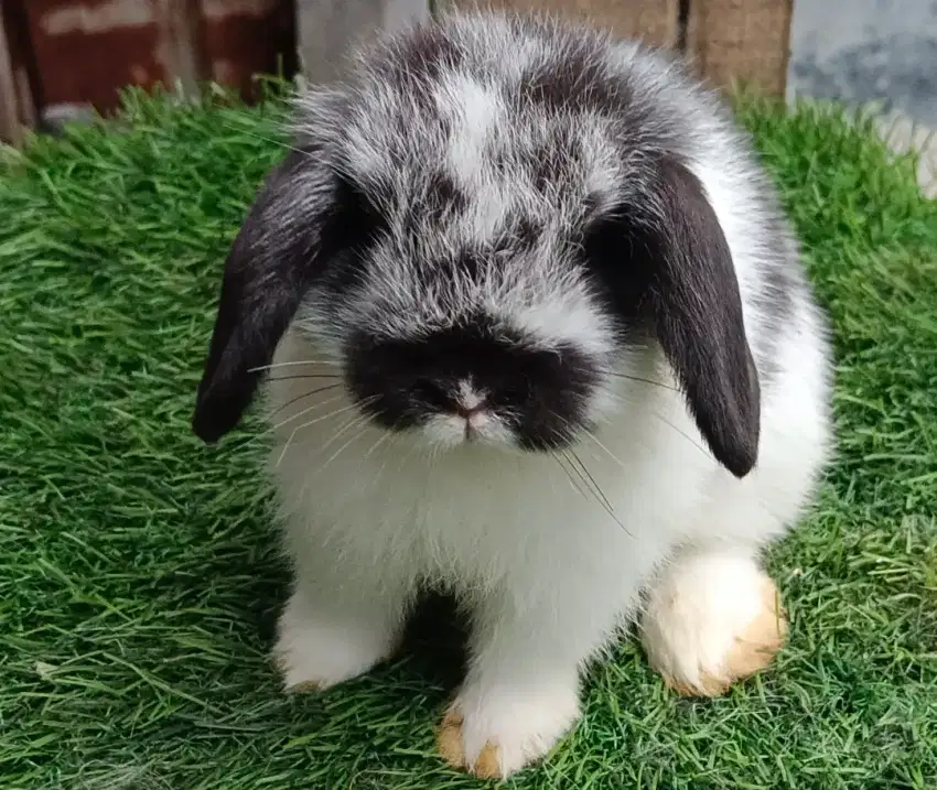 Kelinci holland lop jantan umur 2 bulan broken black