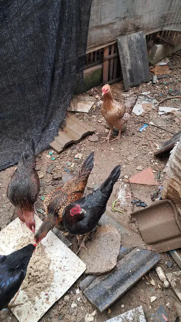 Ayam kampung betina dewasa