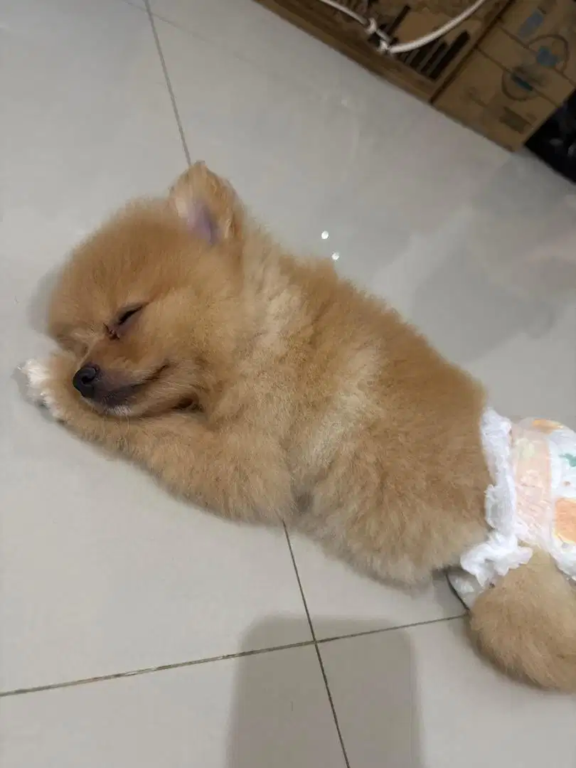 OPEN ADOPSI ANAKAN MINI POM BETINA