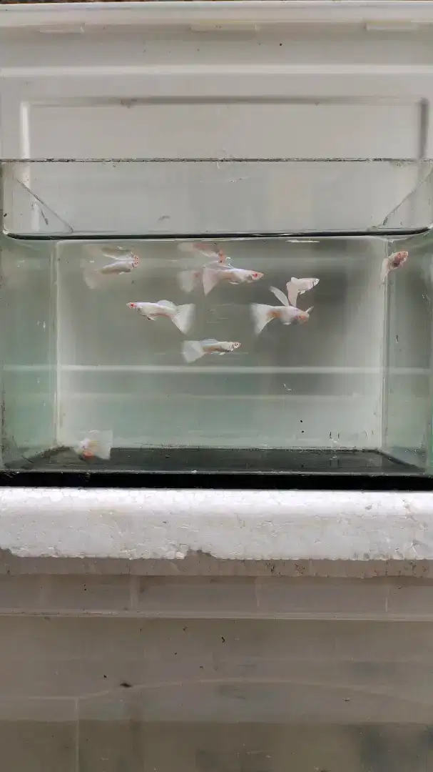 Ikan Guppy Albino Platinum