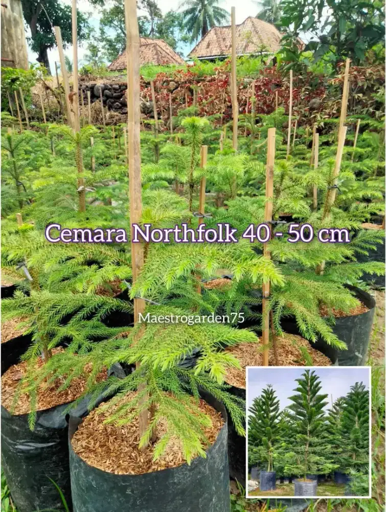 Cemara Northfolk 50 cm