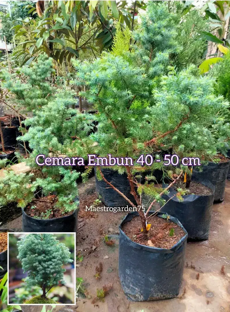 Cemara Embun 50 cm