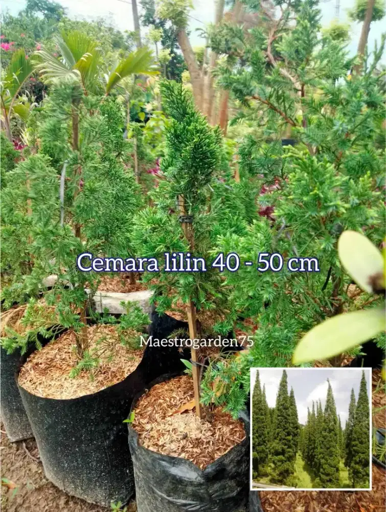 Cemara Lilin 50 cm