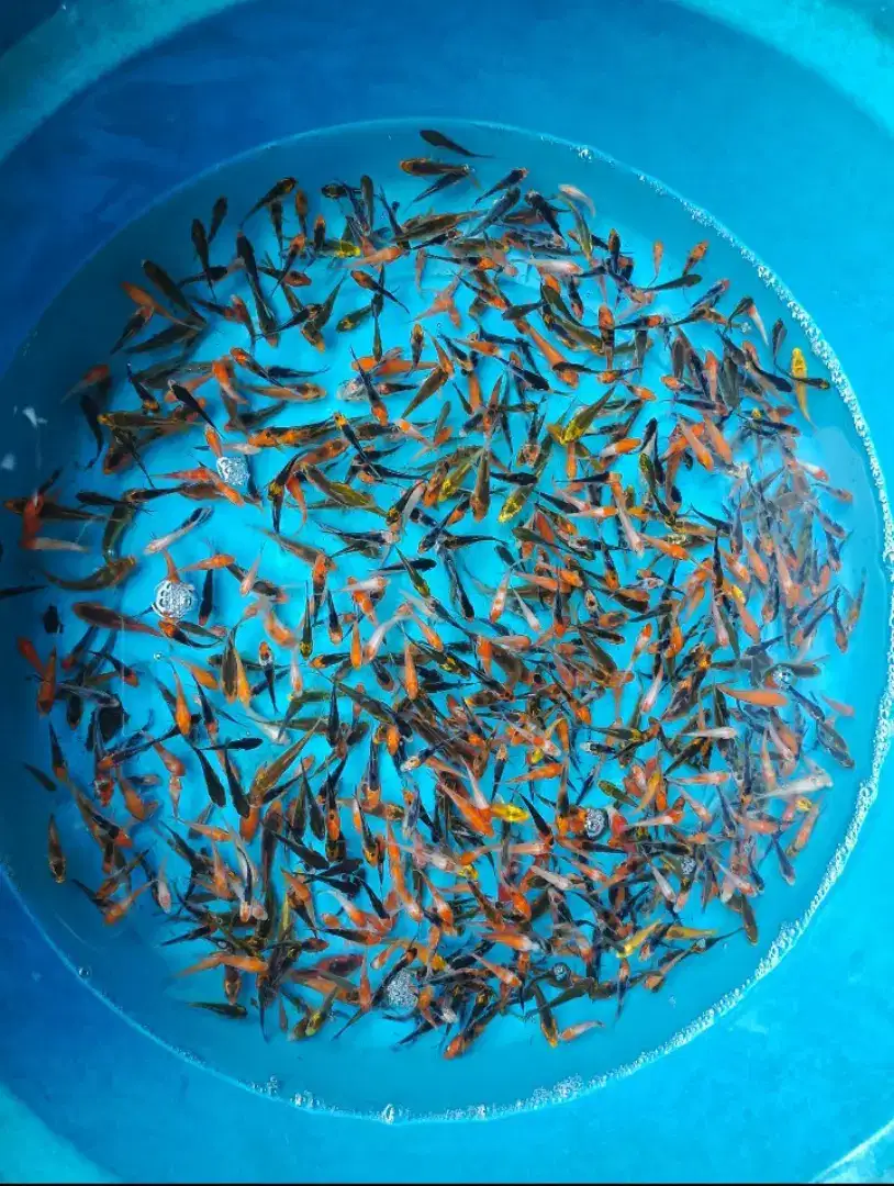 Dijual bibit ikan koi paket 160 ekor