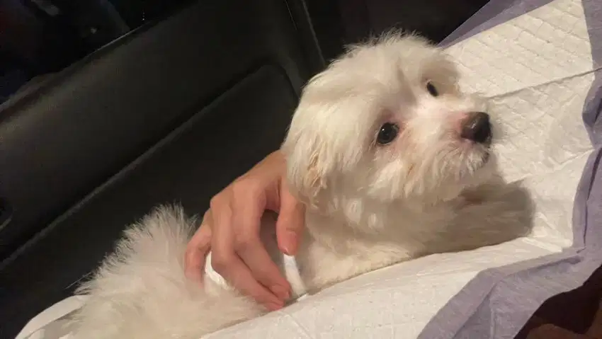 Maltipo (Maltese mix pom)