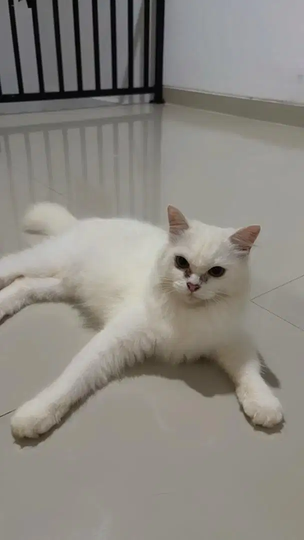 Kucing persia flat nose