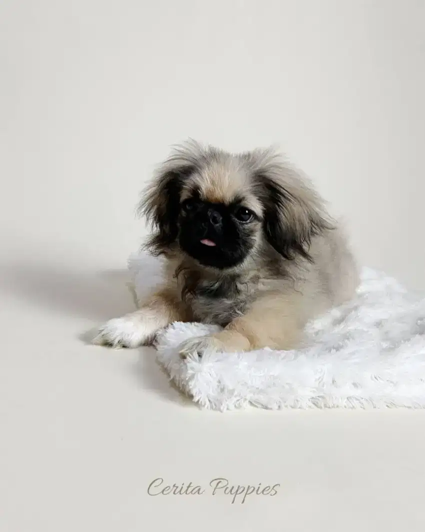 Jual Pekingese Jantan Bagus Stambum Microchip & Vaksin (1)