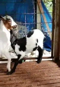 sepasang kambing hias mini nigerian dwarf F1 4 bulanan siap koleksian