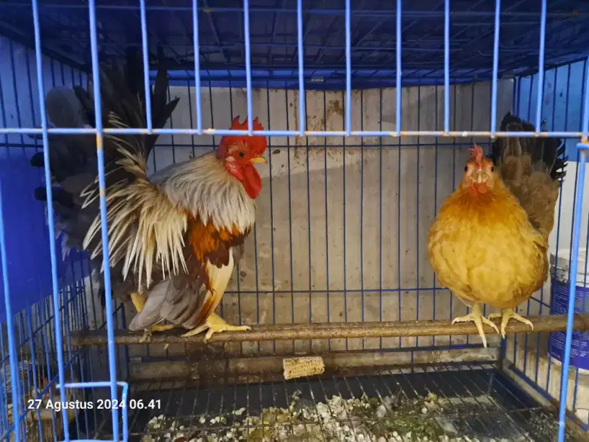 Ayam kate sepasang jantan betina