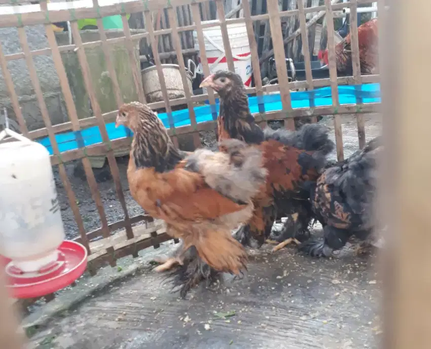 Ayam brahma  3 ekor