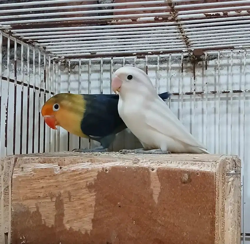 Burung LB lovebird labet sepasang