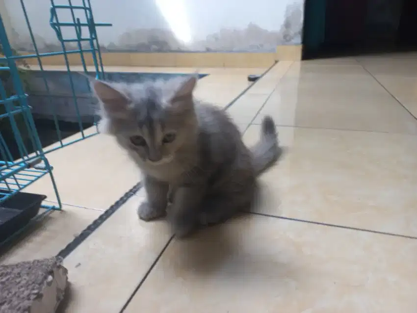 Kucing Persia (Kitten)