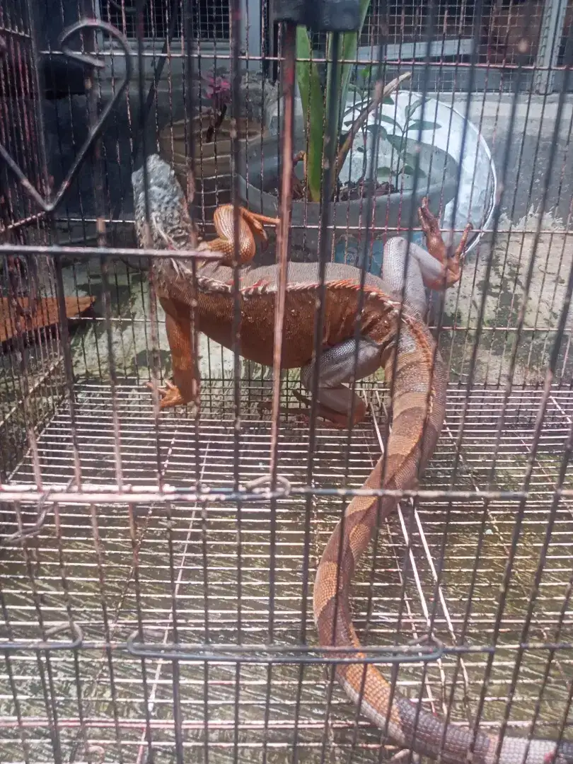 iguana merah ukuran tidak tau