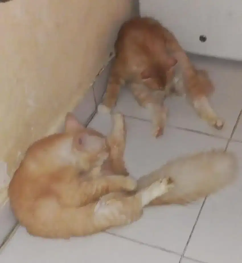 Kucing Persia umur 7 bulan lucu