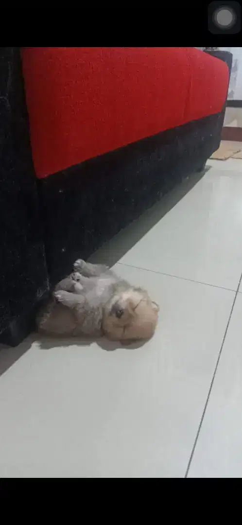 Anak anjing pom 1 bulan