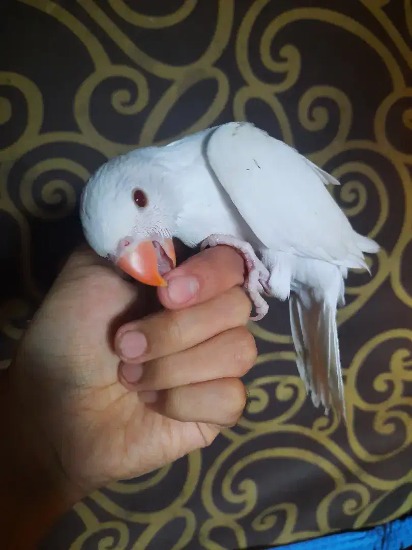 Baby Indian Ringneck Albino mm