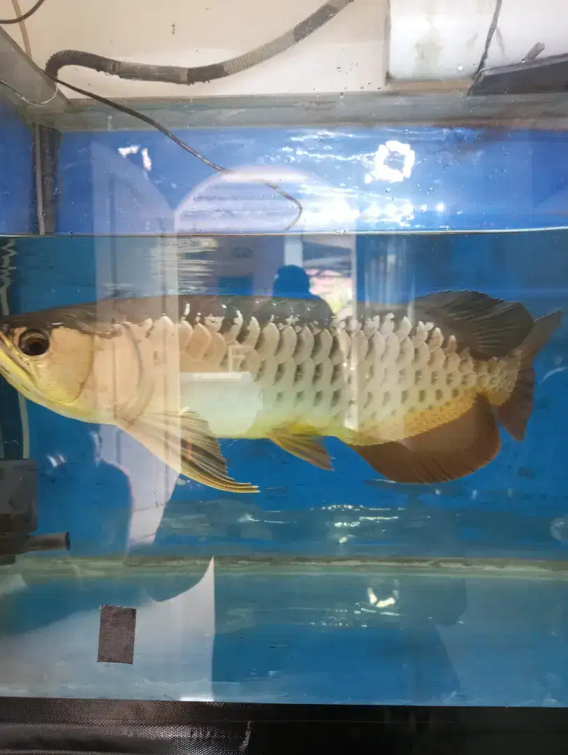 Arwana golden red 45-50cm