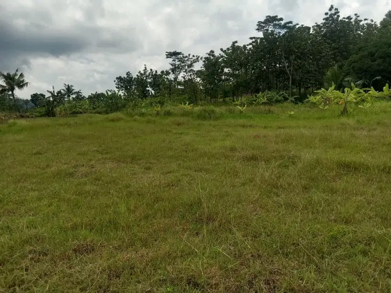 Lahan Sawah dijual Murah