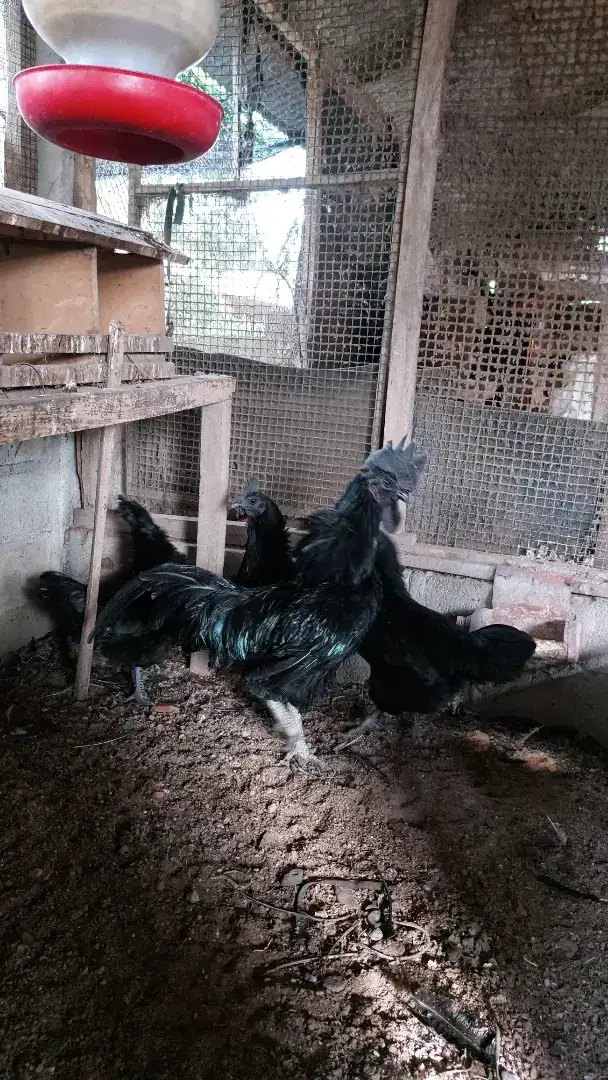 Ayam Cemani Lampung